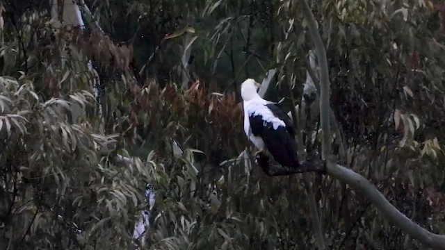 Palm-nut Vulture - ML413411211