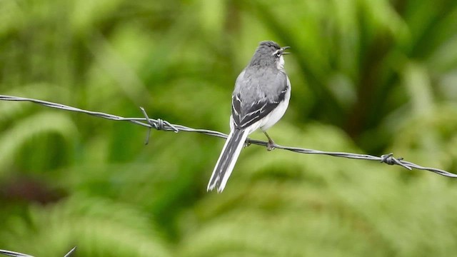 Mountain Wagtail - ML413411291