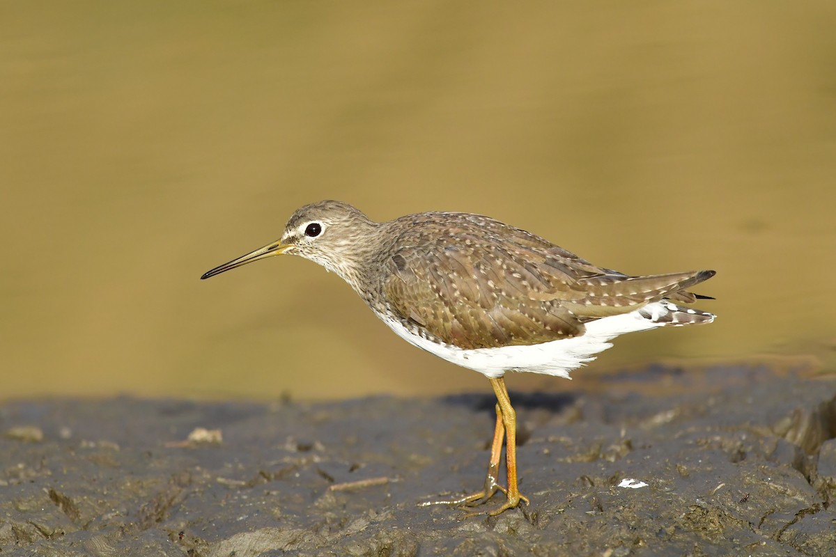 Green Sandpiper - Sriram Reddy