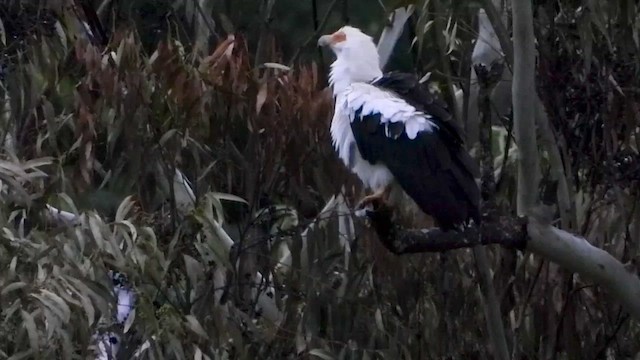 Palm-nut Vulture - ML413412051