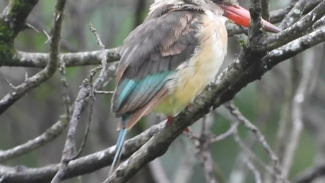 Martin-chasseur à tête brune - ML413412741