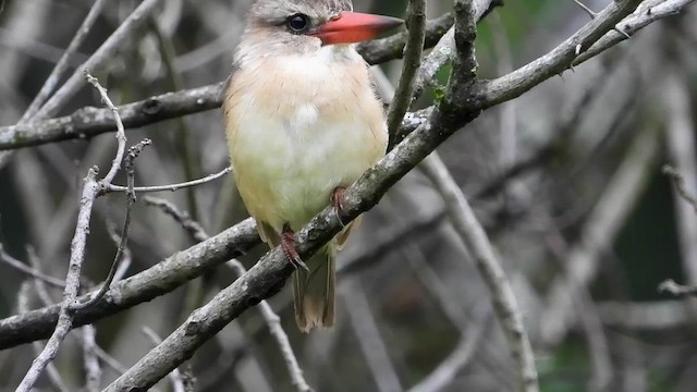 Brown-hooded Kingfisher - ML413412781