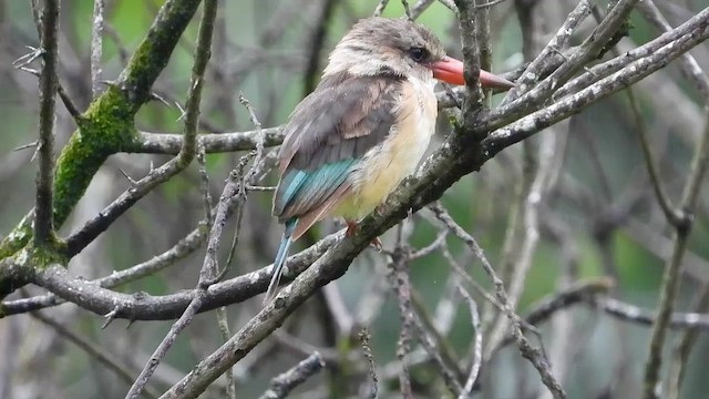 Brown-hooded Kingfisher - ML413412891