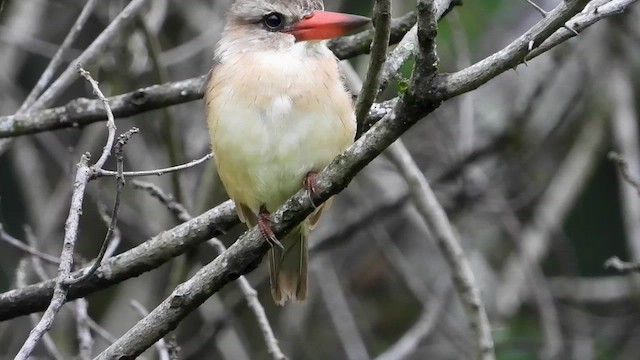 Martin-chasseur à tête brune - ML413412981