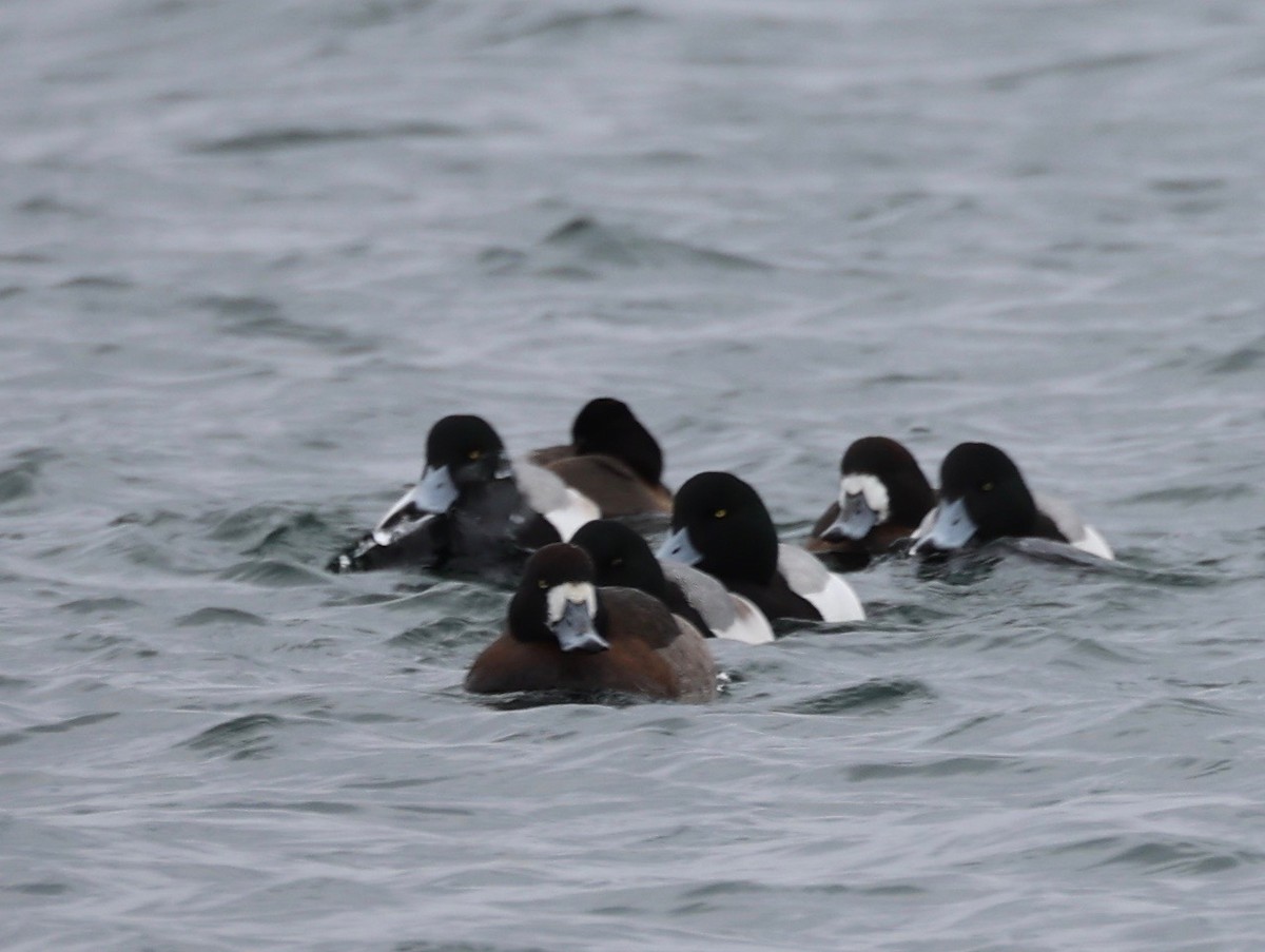 Greater Scaup - ML413413031