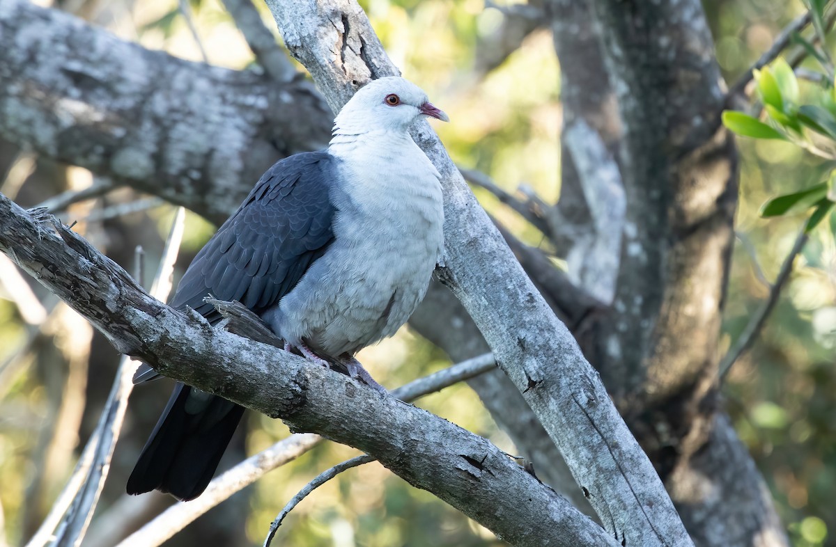 Pigeon leucomèle - ML413413481