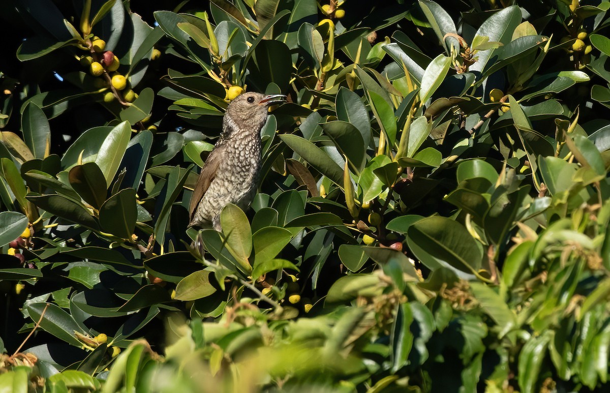 Regent Bowerbird - ML413413771