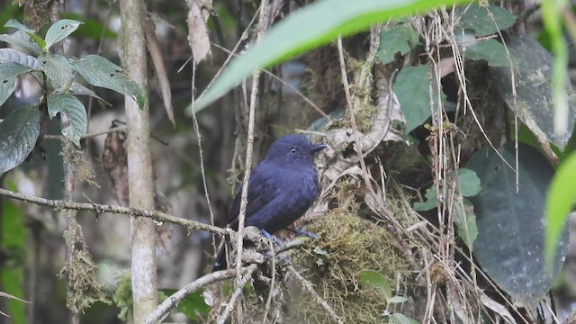 Batará Unicolor - ML413413891