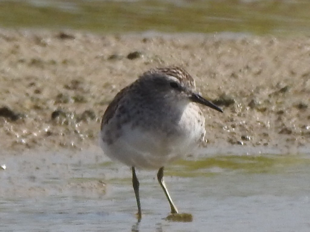 langtåsnipe - ML413414681