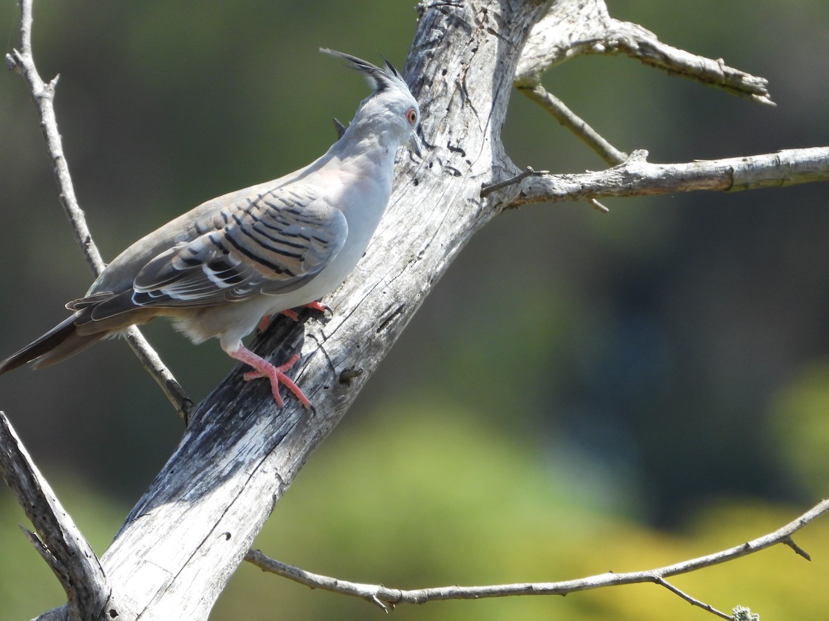 Crested Pigeon - ML413414951