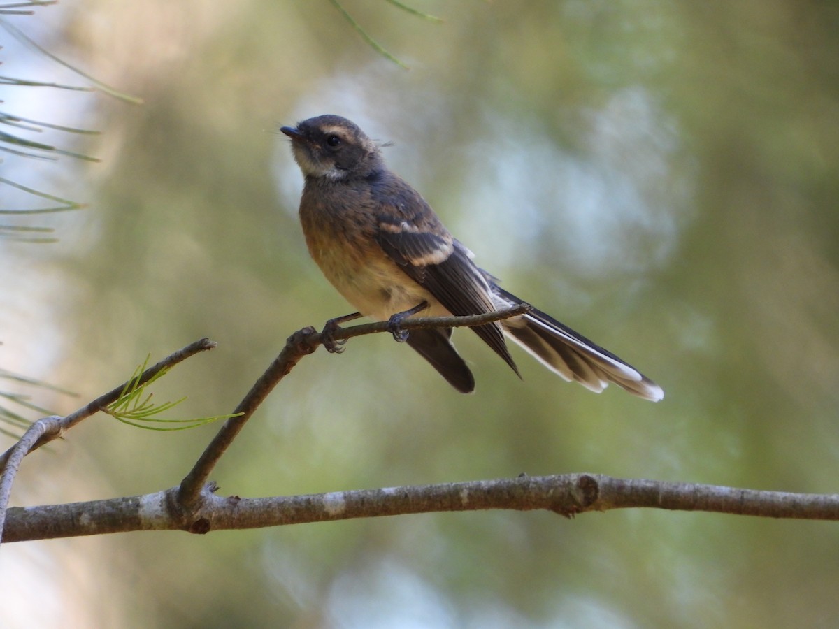 Gray Fantail - ML413415221