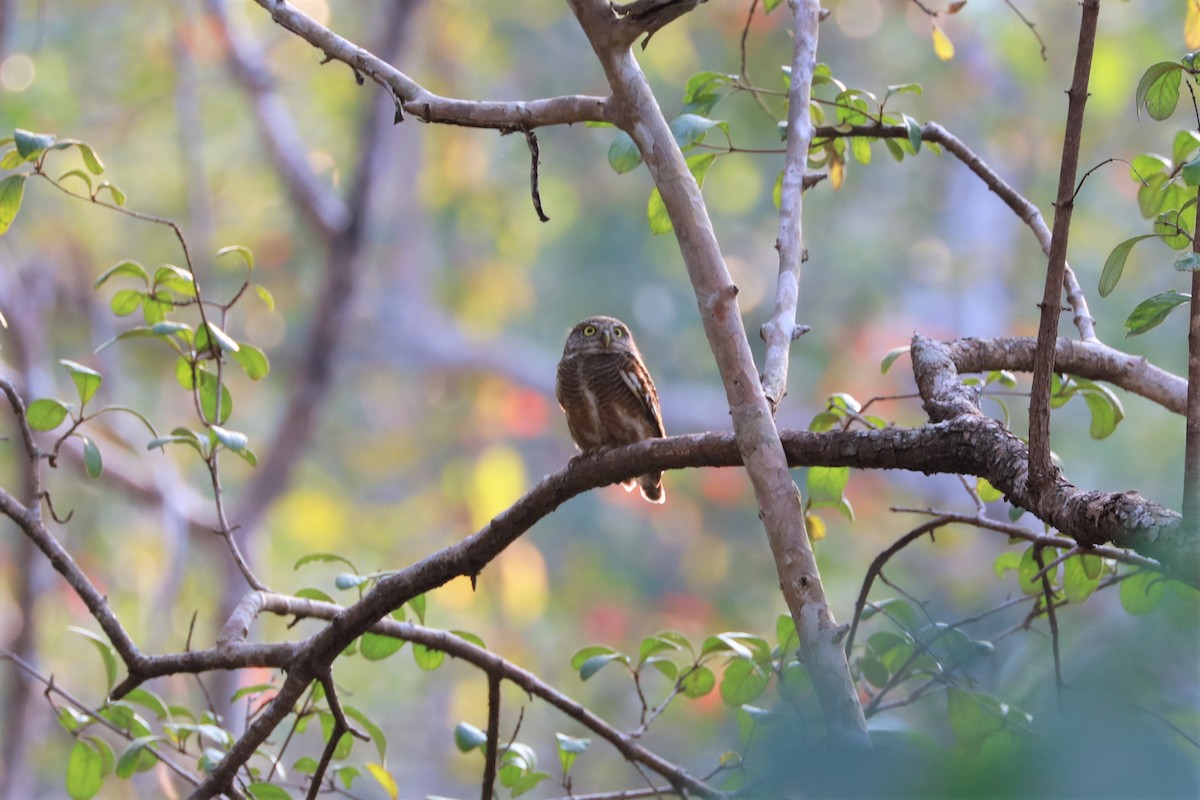 Asian Barred Owlet - ML413415691
