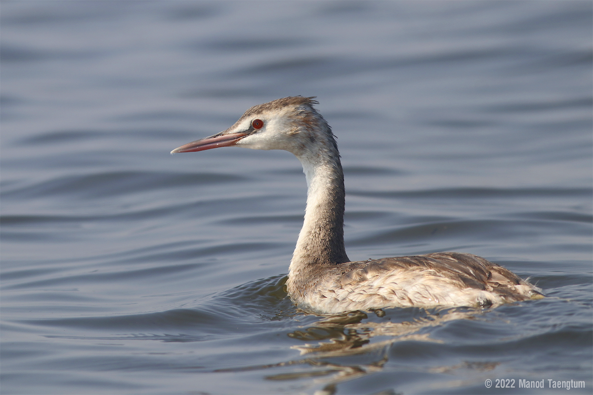Great Crested Grebe - ML413416071