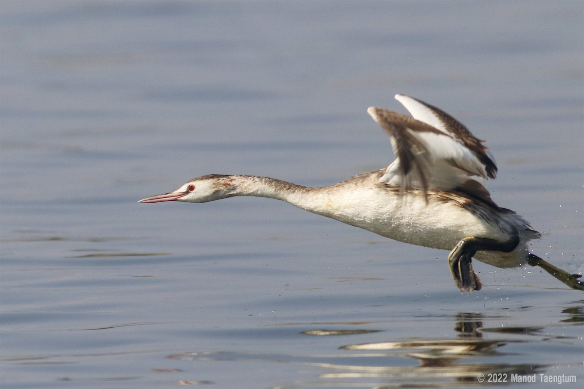 Great Crested Grebe - ML413416091