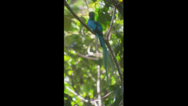 Quetzal resplendissant (costaricensis) - ML413416231