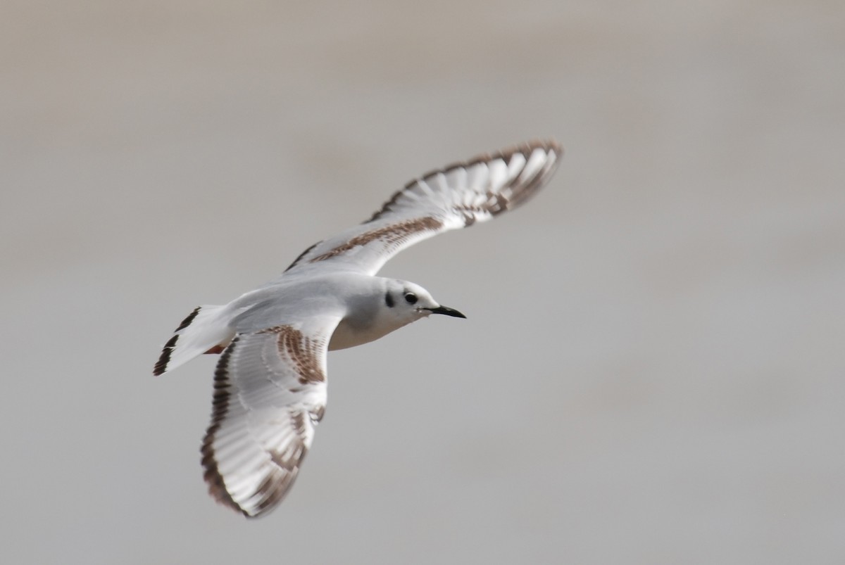 Bonaparte's Gull - ML41341731