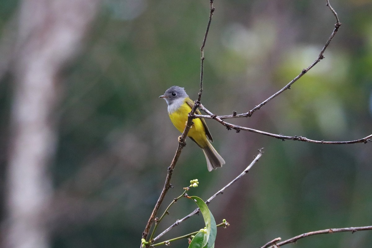 Gray-headed Canary-Flycatcher - ML413417401