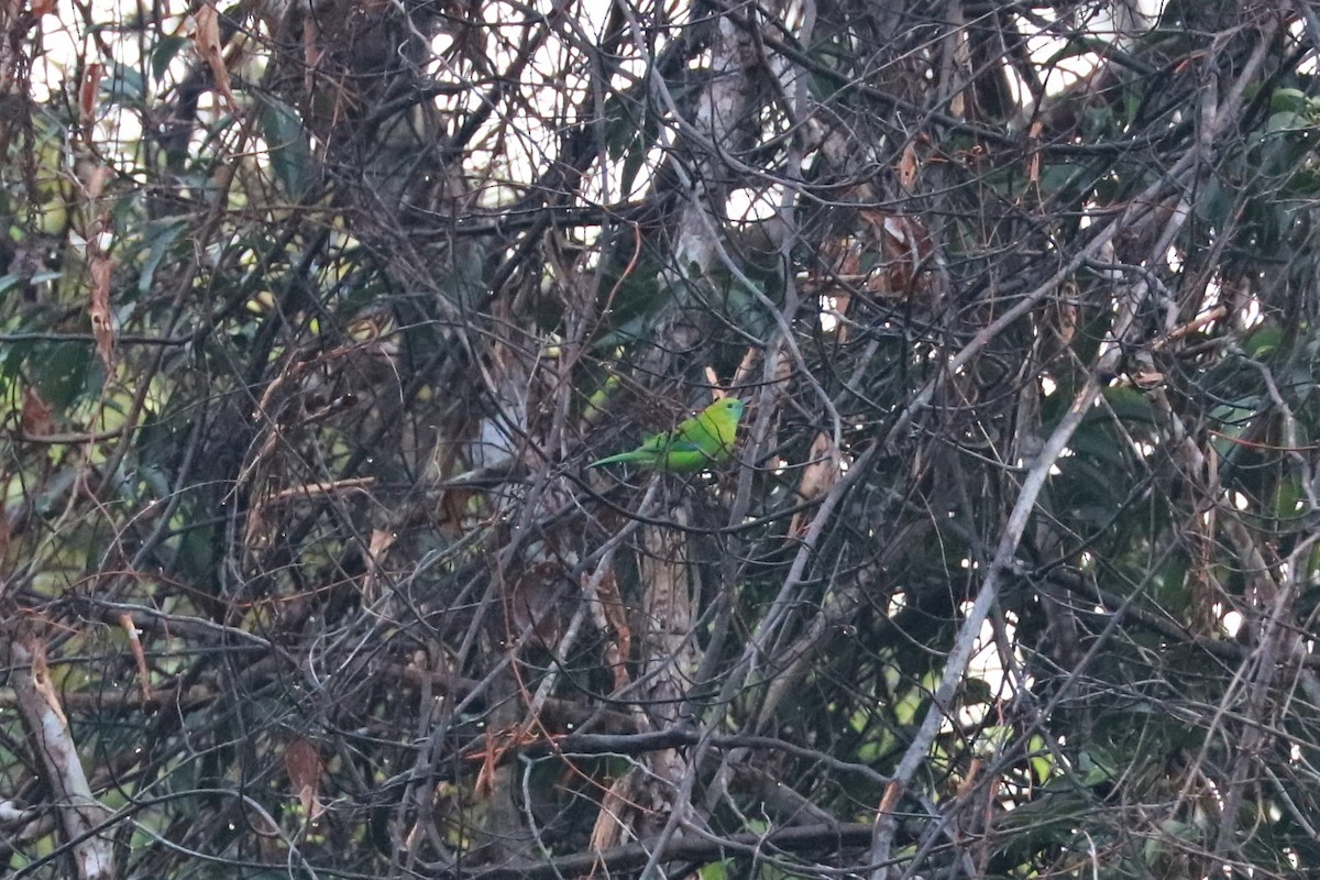 Blue-winged Leafbird - ML413417521