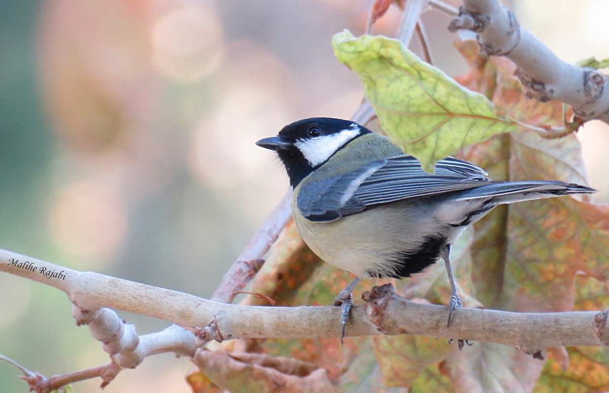 Great Tit - Malihe Rajabi