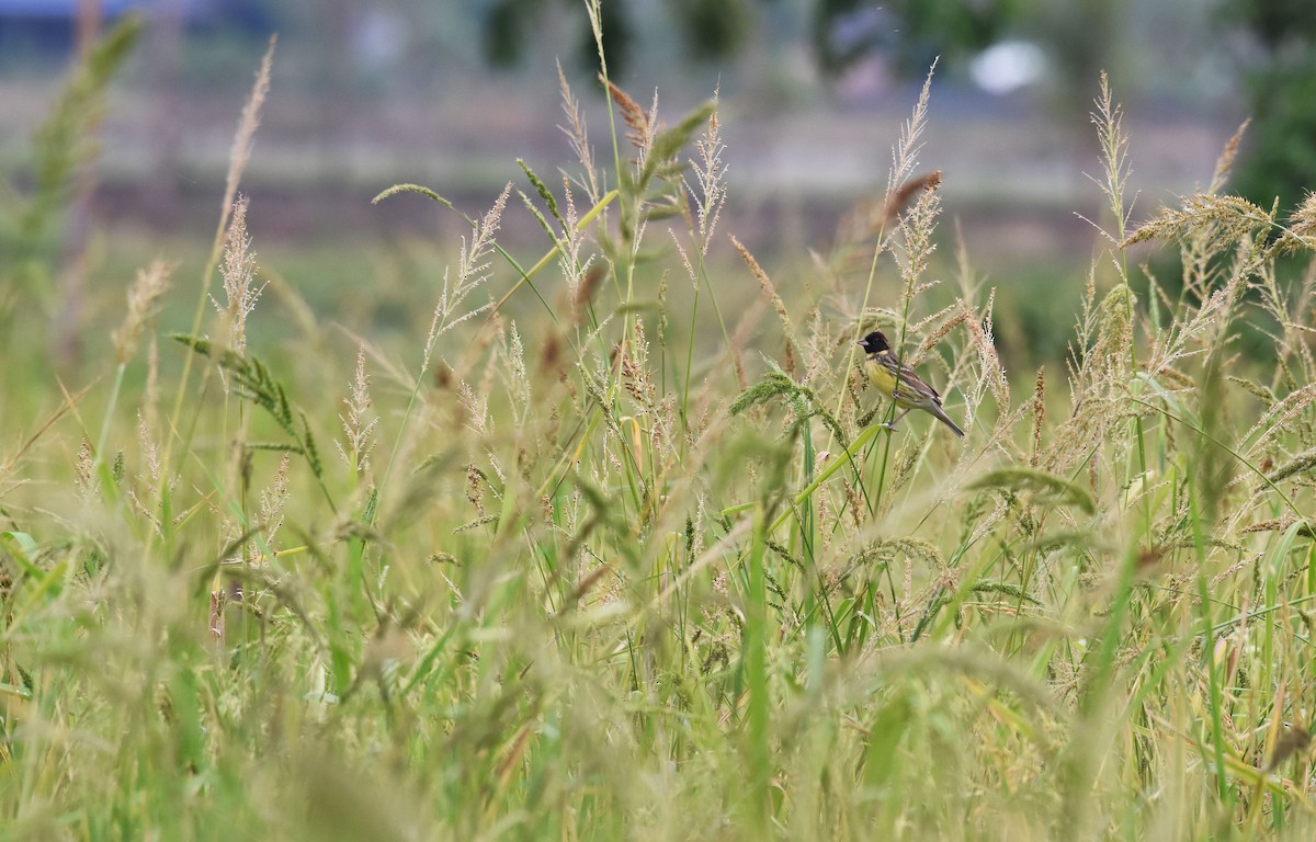 Yellow-breasted Bunting - Potchara Jankajonchai