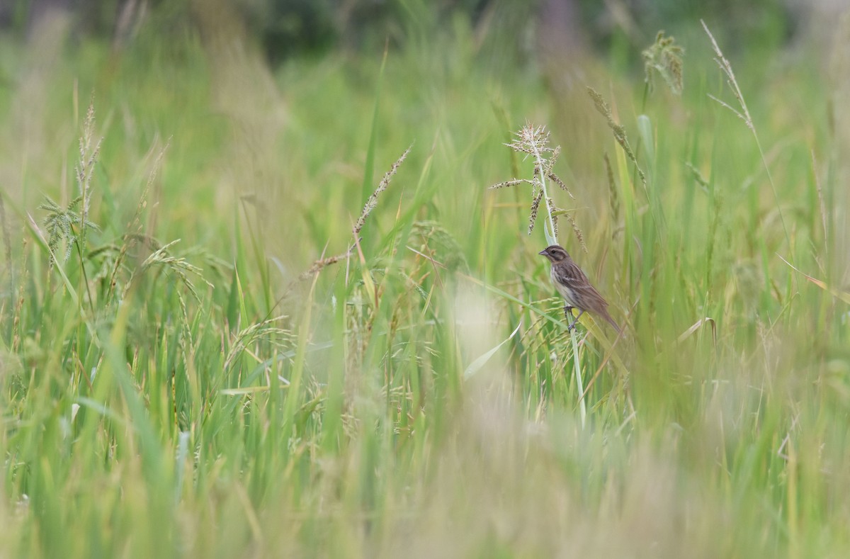 Yellow-breasted Bunting - ML413417791