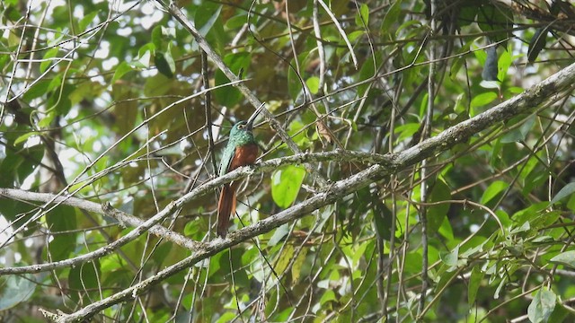 Coppery-chested Jacamar - ML413418751