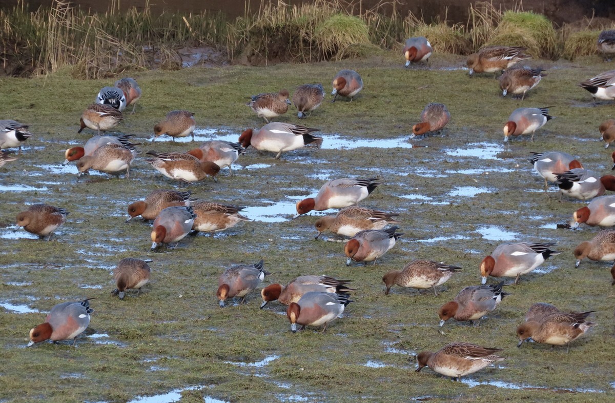 Eurasian Wigeon - ML413418831