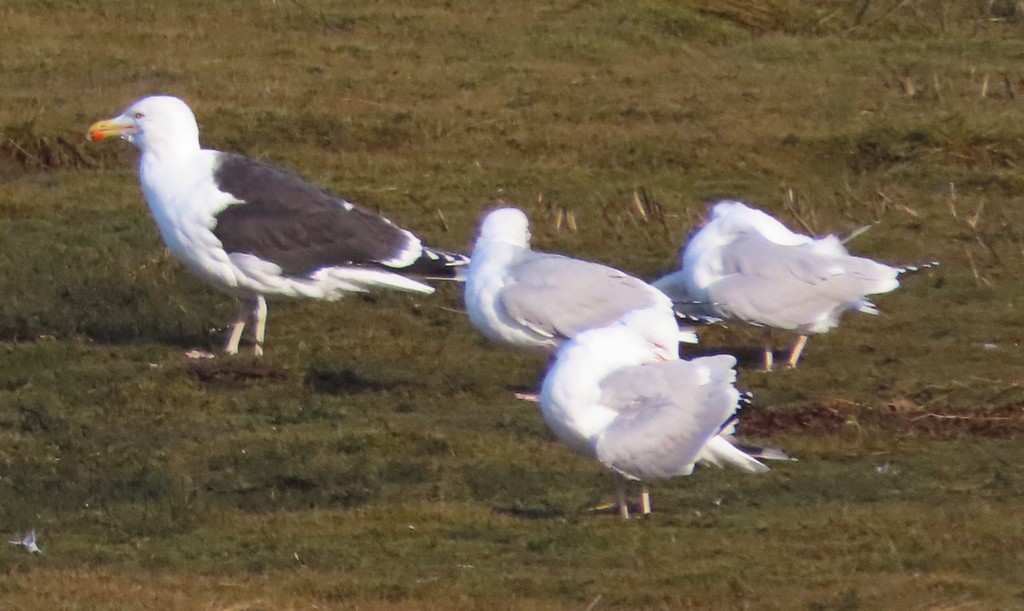 Great Black-backed Gull - ML413418891