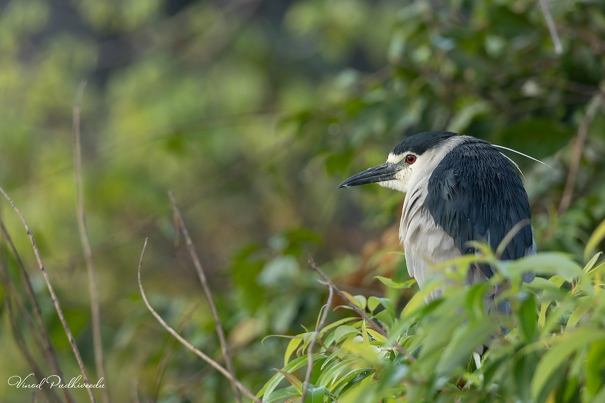 Black-crowned Night Heron - Vinod Pudhiveedu