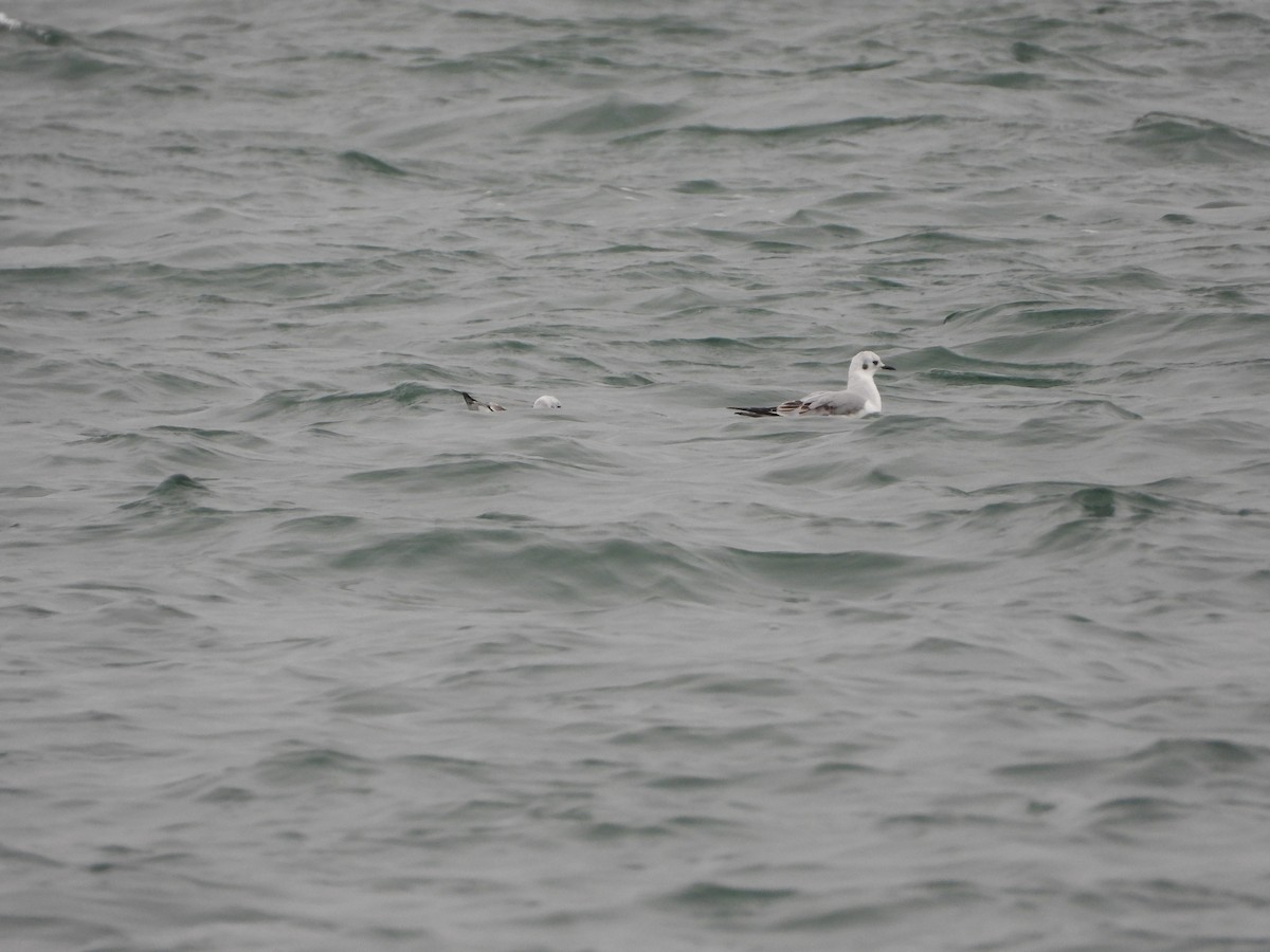 Bonaparte's Gull - ML413422131