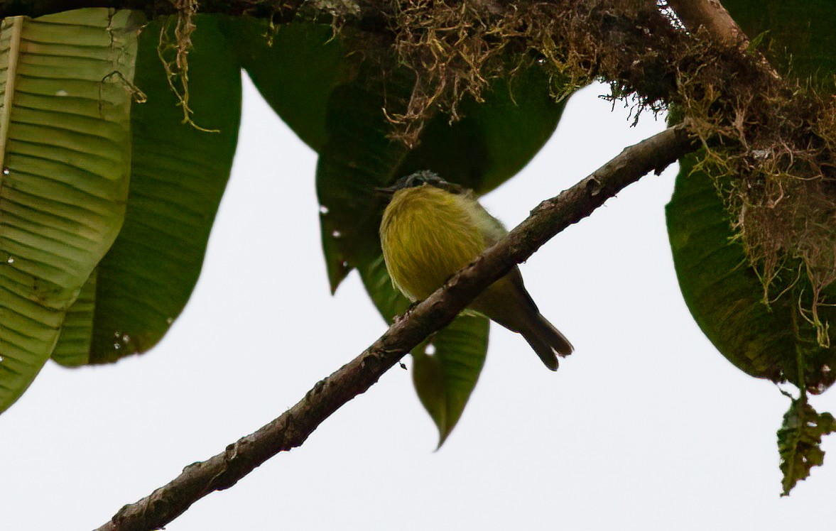 Ashy-headed Tyrannulet - ML413422141