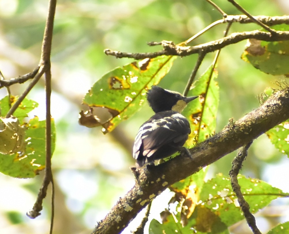 Heart-spotted Woodpecker - ML413422371
