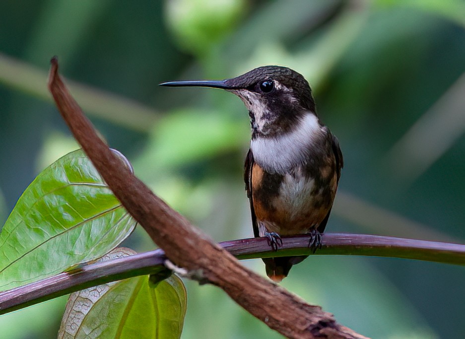 Purple-throated Woodstar - ML413422381