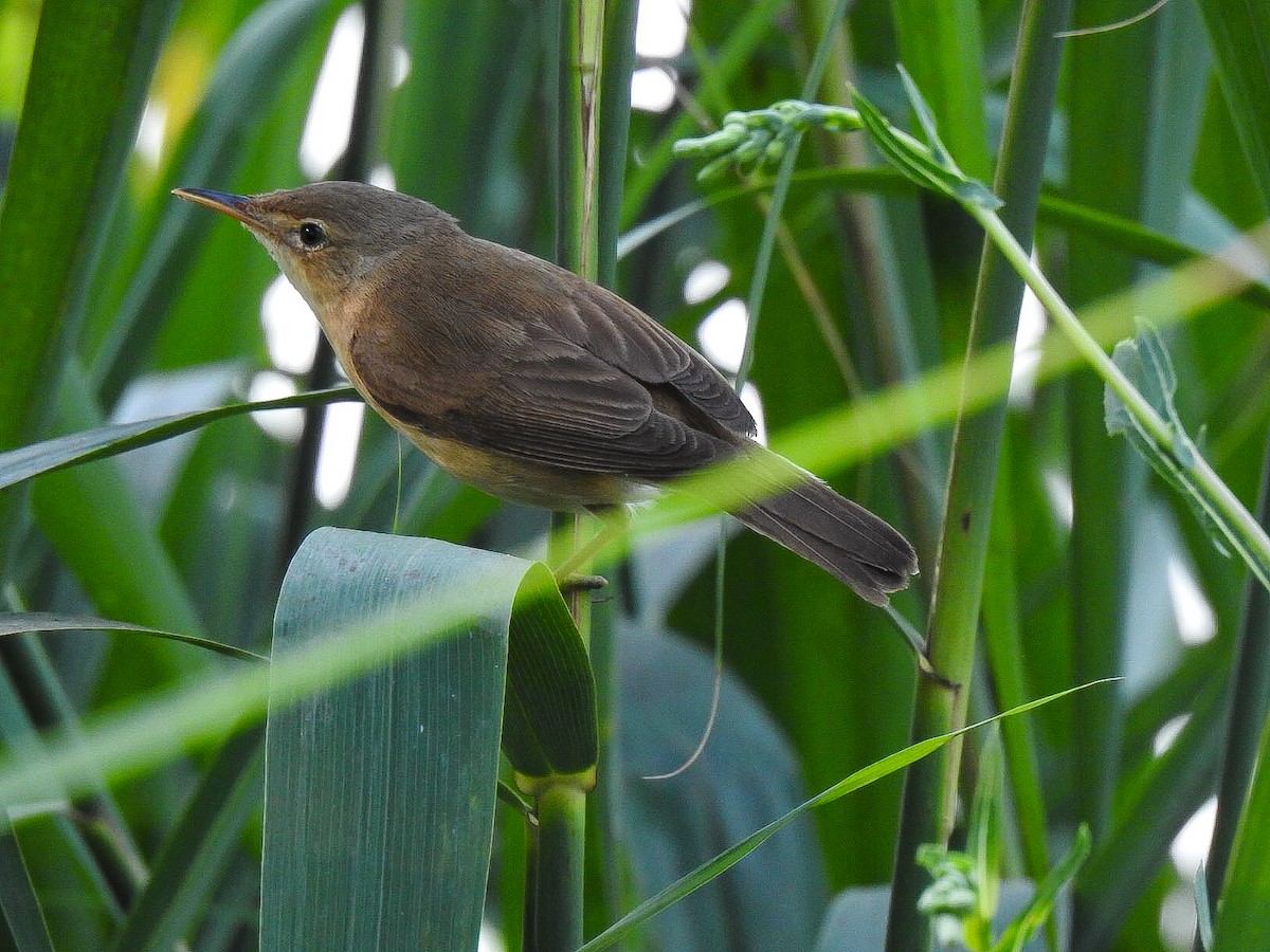 Common Reed Warbler - ML413423941