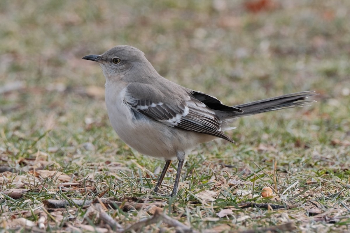 Northern Mockingbird - Alexander Rabb