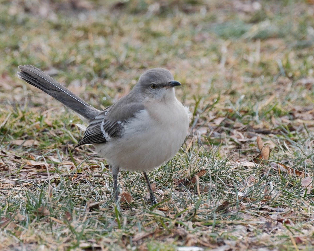 Northern Mockingbird - ML413424461