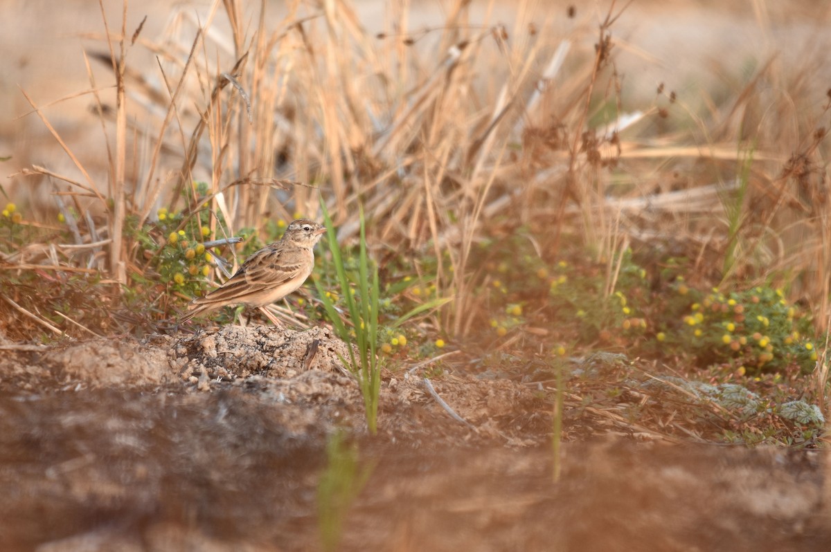 Mongolian Short-toed Lark - Potchara Jankajonchai