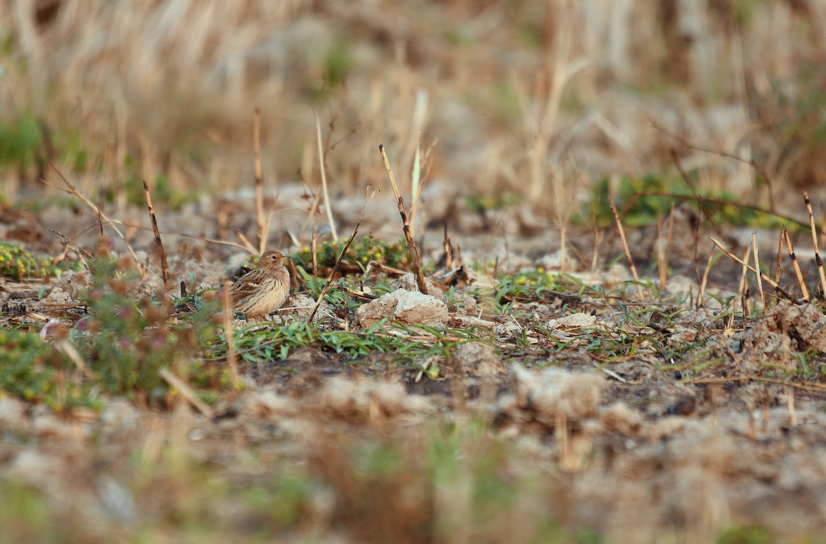 Red-throated Pipit - Potchara Jankajonchai