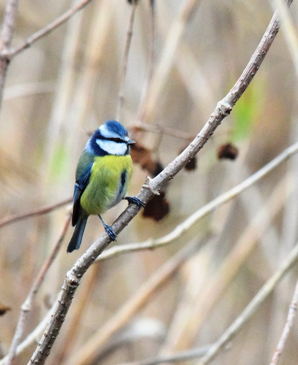 Eurasian Blue Tit - ML413426681