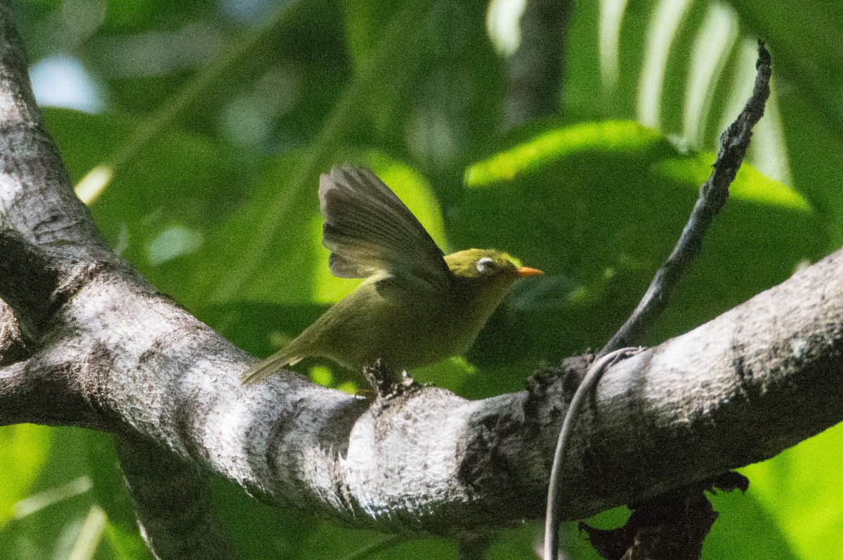 Rota White-eye - Trenton Voytko