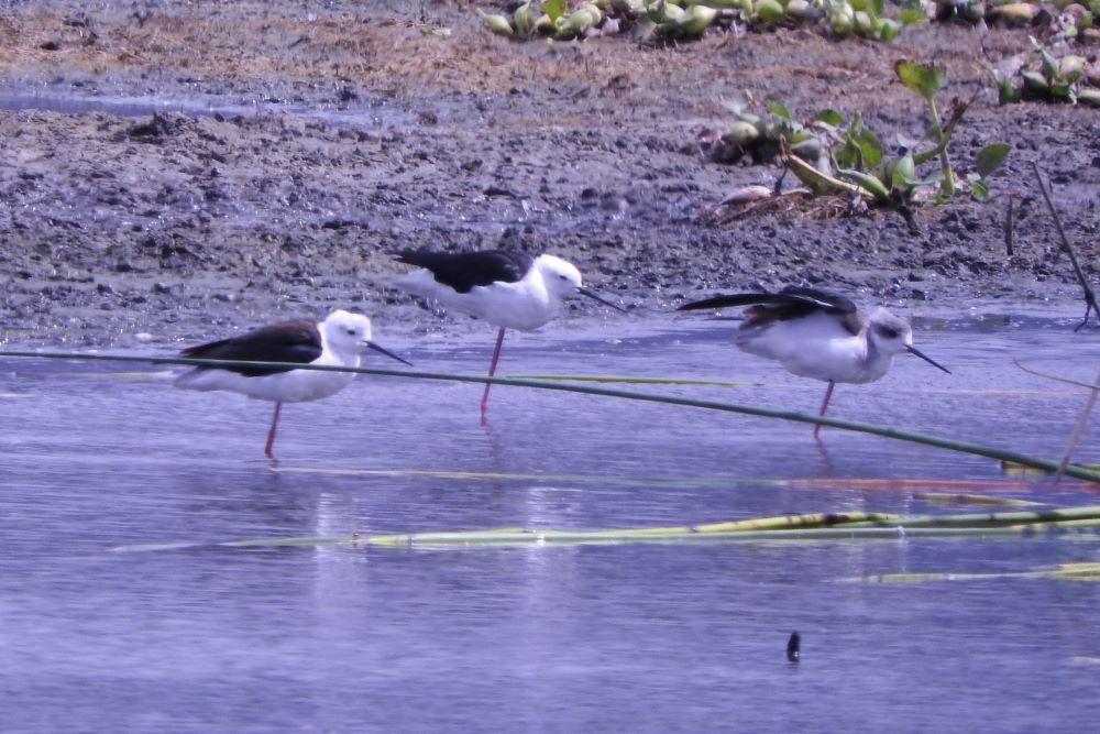 Black-winged Stilt - ML413429901