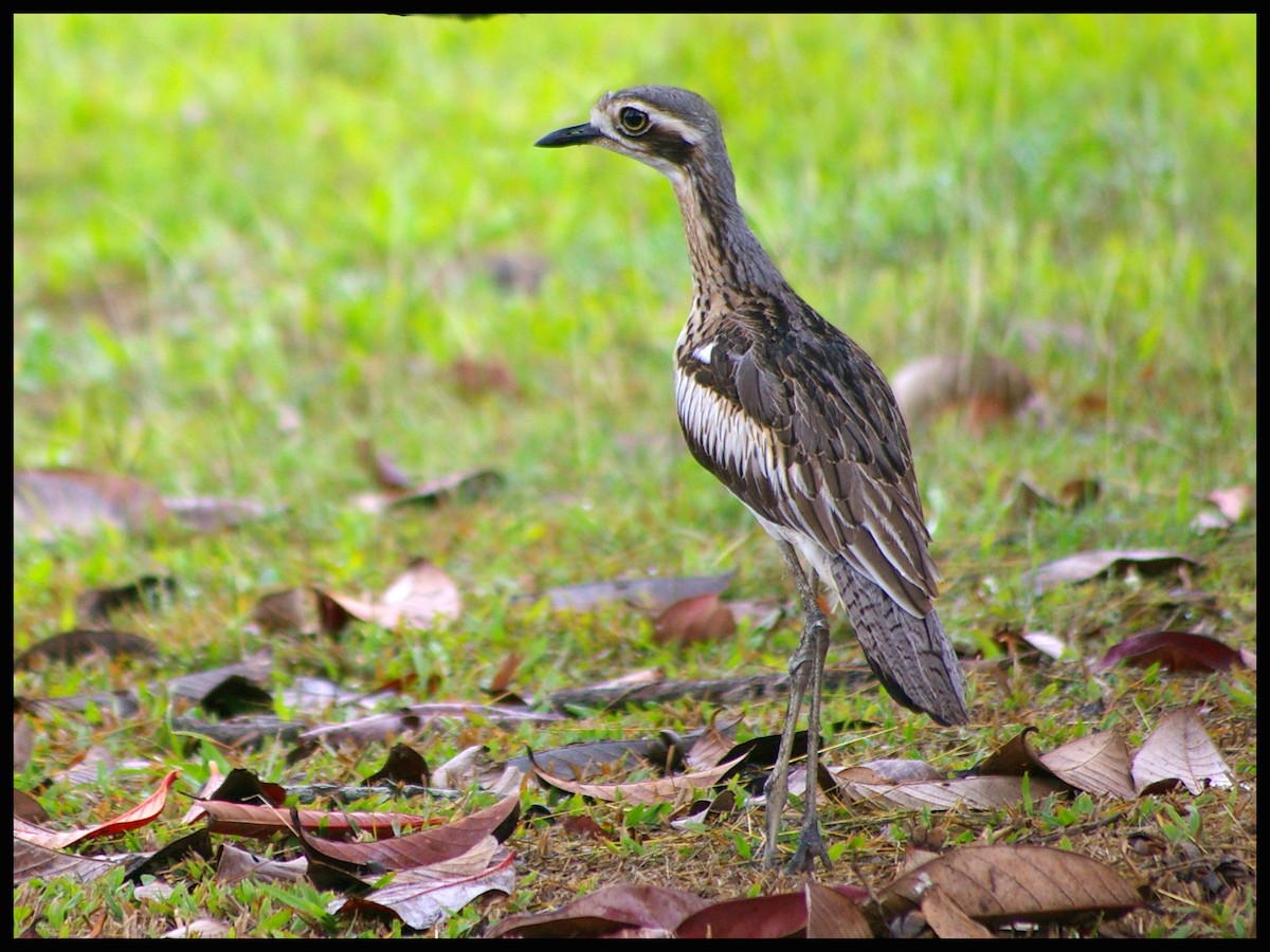 Alcaraván Colilargo - ML413430361