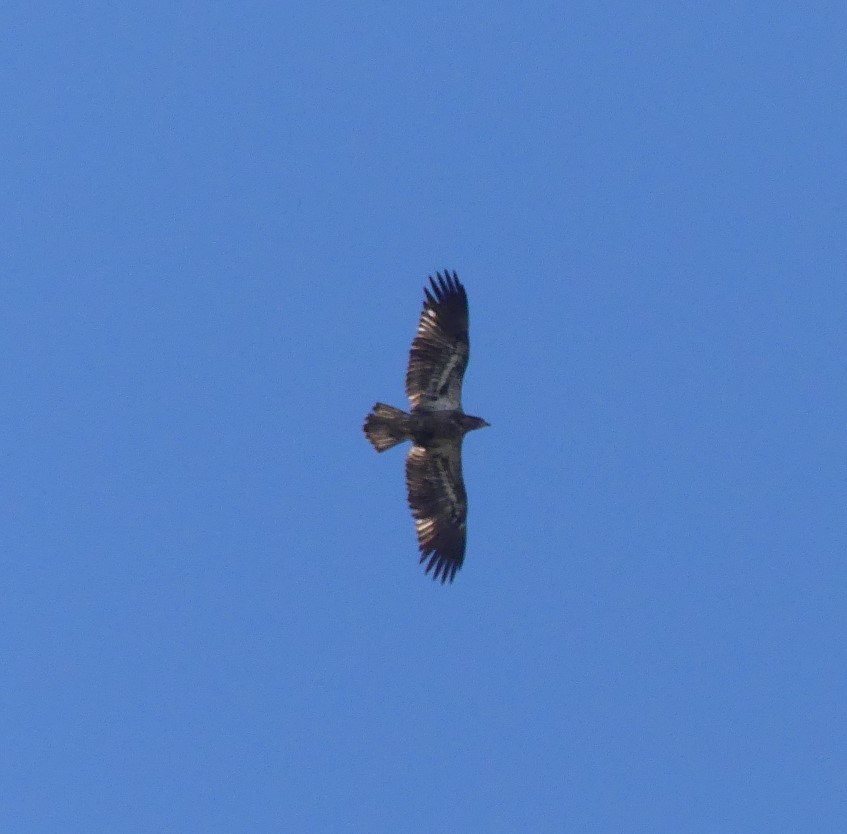 Bald Eagle - ML413430621