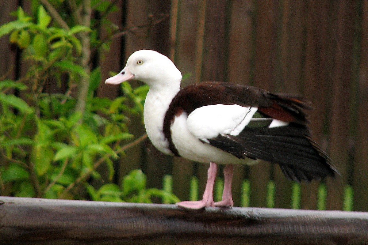 Radjah Shelduck - ML413430851