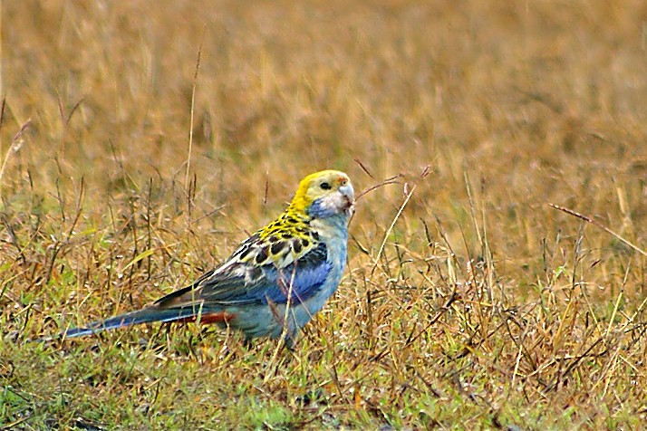 Perruche à tête pâle - ML413431441