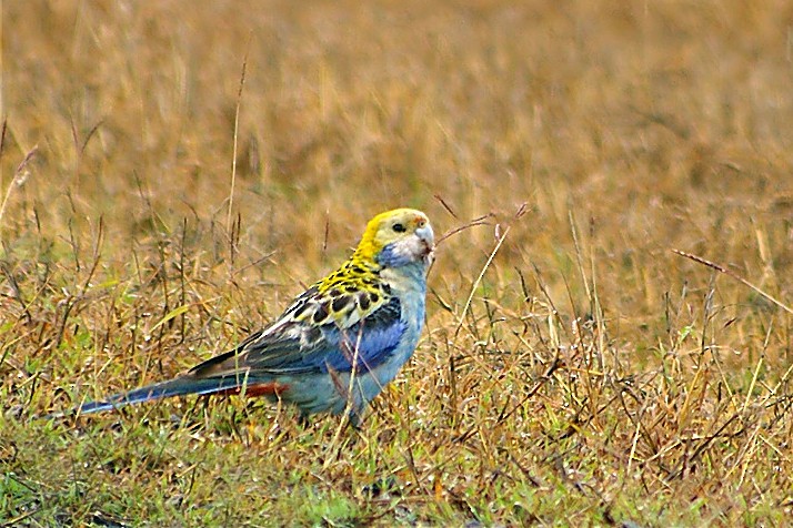 Pale-headed Rosella - ML413431441