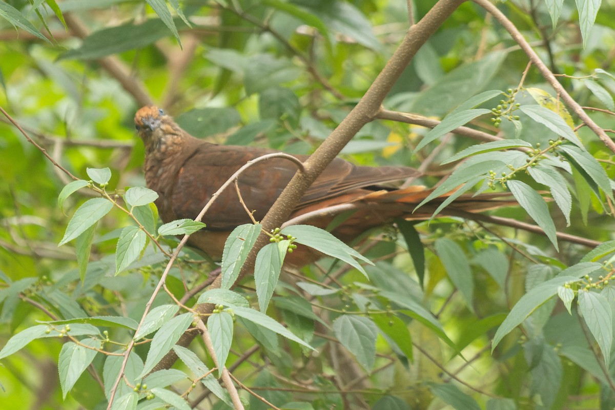 Brown Cuckoo-Dove - ML413432361