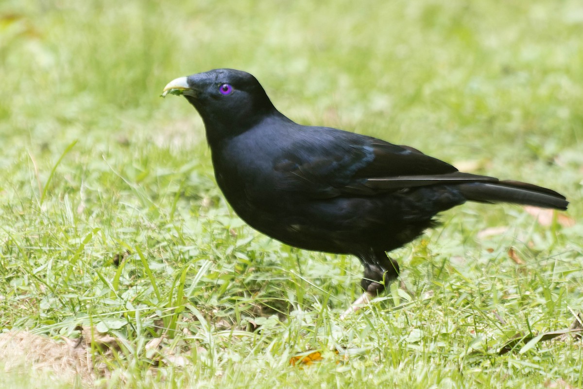 Satin Bowerbird - ML413432411