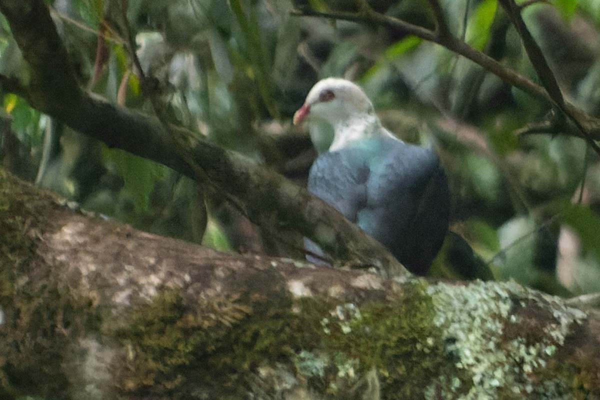 White-headed Pigeon - ML413432551