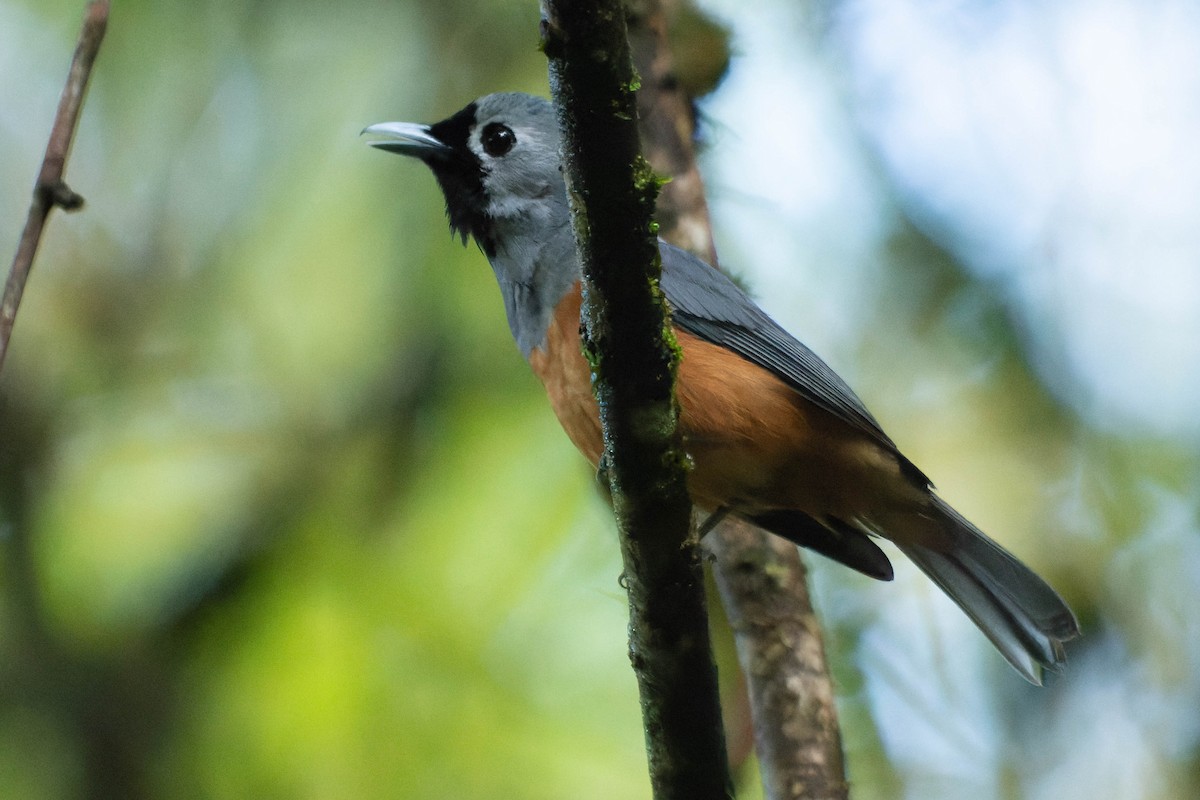 Black-faced Monarch - ML413432891